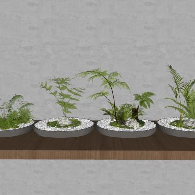 蕨类植物盆栽摆件花盆室内花卉圆形盆景肾蕨苹果蕨景石苔藓