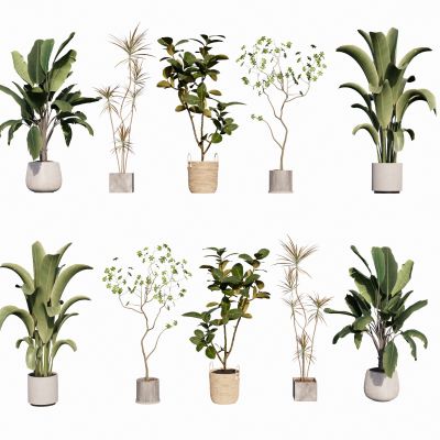 现代室内盆栽热带植物花盆摆件家居植物绿植盆景油皮树龙血树芭蕉散尾葵