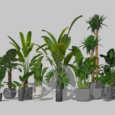 室内盆栽景观植物热带植物花盆摆件家居植物绿植盆景芭蕉棕榈散尾葵