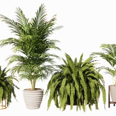 现代植物室内盆栽盆景热带植物散尾葵蕨类植物盆栽