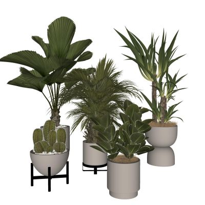 室内盆栽景观植物热带植物花盆摆件家居植物绿植盆景油皮树仙人掌龙血树