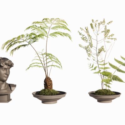 蕨类植物景观植物盆栽盆景苔藓肾蕨苹果蕨摆件花盆地被花卉景观草