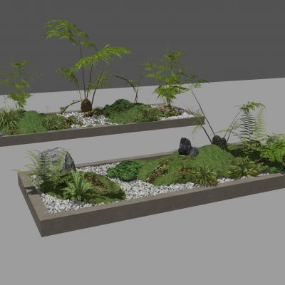 蕨类植物盆栽摆件花盆室内花卉盆景肾蕨苹果蕨景石苔藓