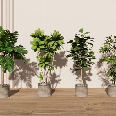 室内盆栽景观植物热带植物花盆摆件家居植物绿植盆景