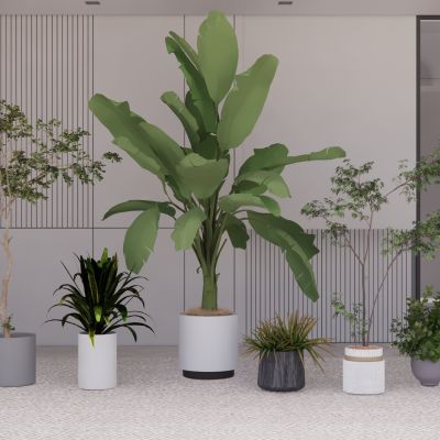 现代绿植盆栽景观绿植室内绿植摆件热带植物芭蕉盆景