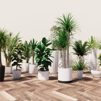 现代室内盆栽景观植物热带植物花盆摆件家居植物绿植盆景花卉龙血树橡皮树