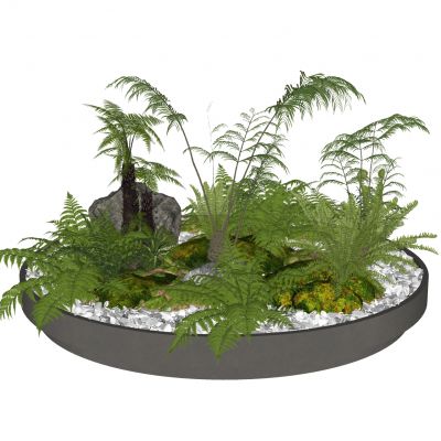 蕨类植物景观植物盆栽盆景苔藓肾蕨苹果蕨景观草景石砾石圆形生态景观池狐尾天门冬