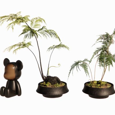 蕨类植物景观植物盆栽盆景苔藓肾蕨苹果蕨摆件花盆地被花卉景观草摆件