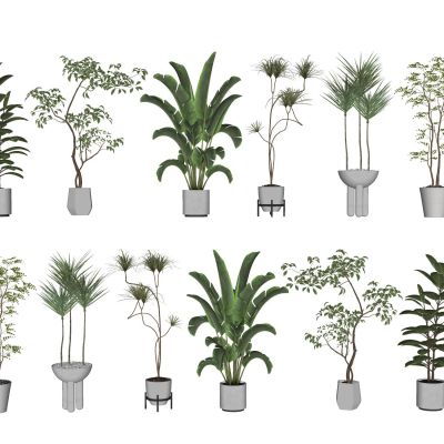 室内盆栽景观植物热带植物花盆摆件家居植物绿植大盆景南天竺龙血树芭蕉