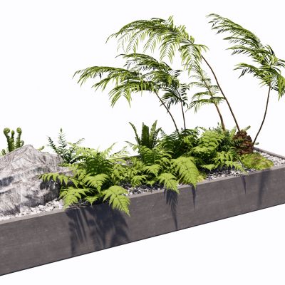 蕨类植物景观植物盆栽盆景苔藓肾蕨苹果蕨景观草景石砾石生态景观池狐尾天门冬