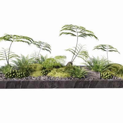 蕨类植物景观植物盆栽盆景苔藓肾蕨苹果蕨景观草景石砾石生态景观池地被