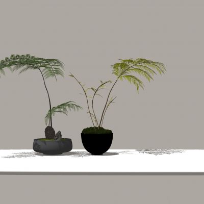 蕨类植物盆栽摆件花盆室内花卉盆景组合肾蕨苹果蕨花盆