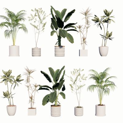 室内盆栽热带植物花盆摆件家居植物绿植盆景油皮树龙血树芭蕉散尾葵3D模型