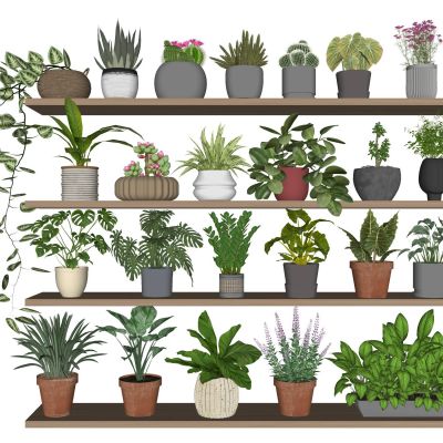 现代小盆栽植物盆景多肉植物热带植物花卉仙人掌龟背竹