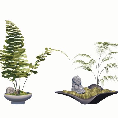 蕨类植物景观植物盆栽盆景苔藓肾蕨苹果蕨摆件花盆地被花卉景观草景石