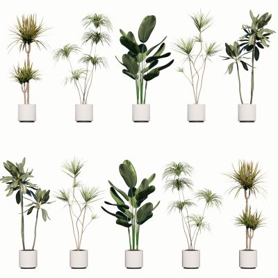 室内盆栽景观植物热带植物花盆摆件家居植物绿植盆景油皮树龙血树芭蕉散尾葵