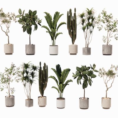 室内盆栽景观植物热带植物花盆摆件家居植物绿植大盆景仙人掌南天竺油皮树