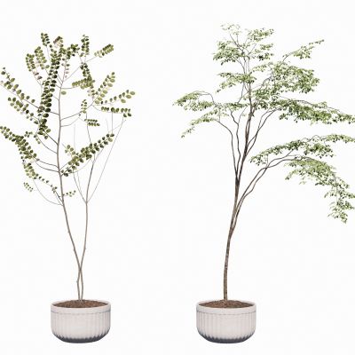 现代室内盆栽景观植物热带植物花盆摆件家居植物绿植盆景南天竺