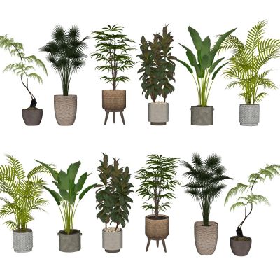 室内盆栽景观植物热带植物花盆摆件家居植物绿植大盆景油皮树散尾葵