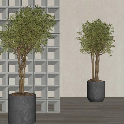 室内盆栽热带植物花盆摆件家居植物绿植大盆景3D模型