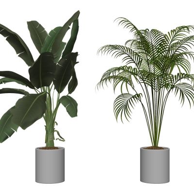 室内盆栽景观植物热带植物花盆摆件家居植物绿植盆景棕榈芭蕉散尾葵