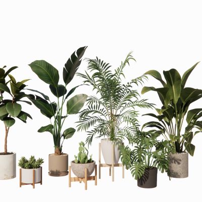 室内盆栽景观植物热带植物花盆摆件家居植物绿植盆景仙人掌油皮树龟背竹