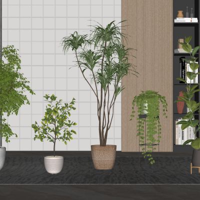 现代绿植摆件盆栽绿植盆景植物景观绿植家居植物南天竹龙血树