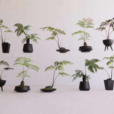 蕨类植物盆栽摆件花盆室内花卉盆景组合肾蕨苹果蕨景观植物