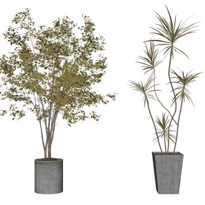 现代室内盆栽景观植物热带植物花盆摆件家居植物绿植盆景南天竺龙血树