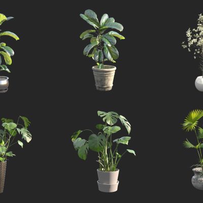 盆栽  花艺花卉 绿植 龟背竹 