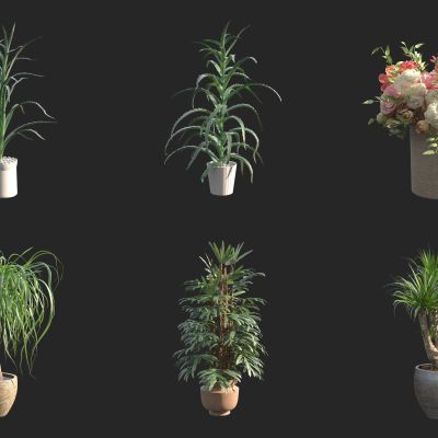 盆栽 花瓶插花 花艺花卉 绿植 发财树 