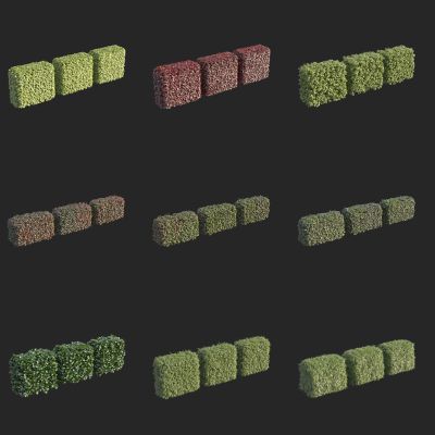 灌木 长条绿篱 绿篱墙 植物墙