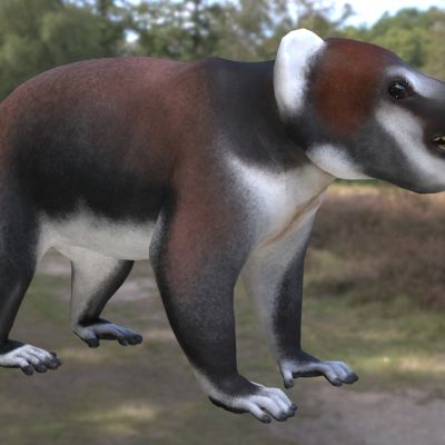 爱德华兹的考拉狐猴动物