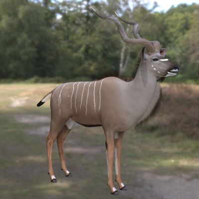 扭角林羚大旋角羚大弯角羚大扭角条纹羚捻角羚非洲捻角羚大捻角羚羊动物