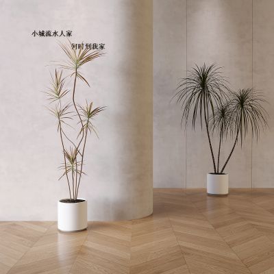 绿植盆栽 盆景盆栽 植物组合 落地植物