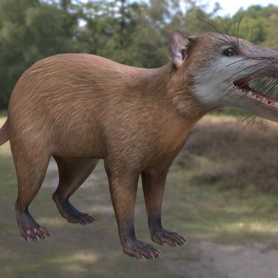 恐毛猬恐棘猬灭绝动物