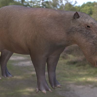 莫氏国父水豚莫尼西鼠尼西鼠动物