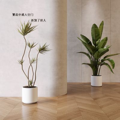 现代绿植盆栽 植物盆景 景观植物 植物组合