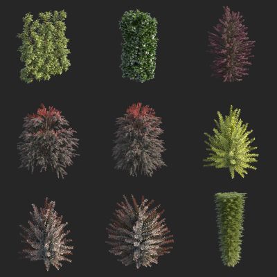 灌木 绿化带植物