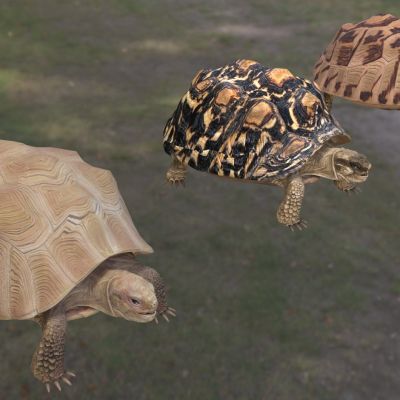 豹纹陆龟豹龟豹纹龟动物