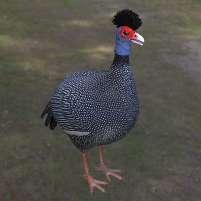 东非冠珠鸡冠珠鸡肯尼亚冠珠鸡动物