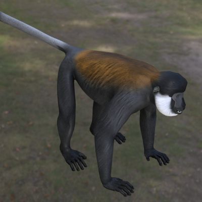 黑脸白腮猴动物