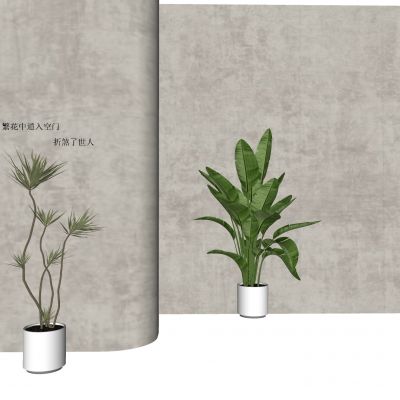 现代绿植盆栽 植物盆景 景观植物 植物组合