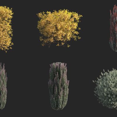 灌木 绿篱 园艺 绿化带植物 