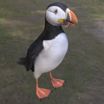 大西洋海雀鸟类动物