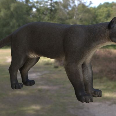 掌状桑桑剑齿虎动物