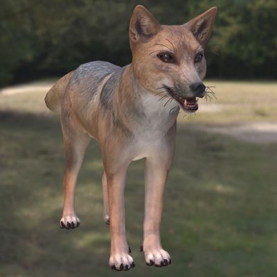 安第斯狐狸动物生物