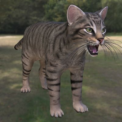 欧洲野猫山猫斑猫苏格兰野猫动物