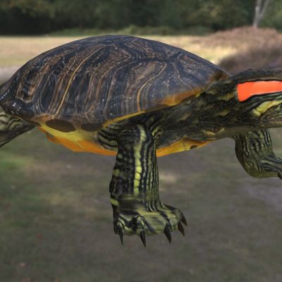 小金钱龟黑珍珠黑巴动物