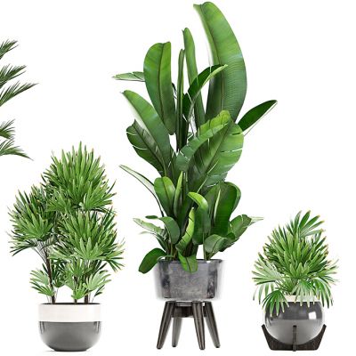 盆栽 植物 花盆